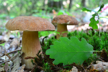 Two Boletus edulis and green oak leaf