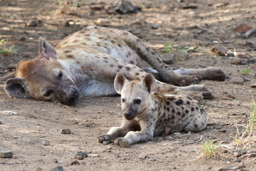 life in a pride of spotted hyaena