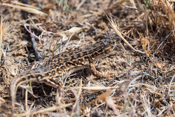 Steppe Runner Lizard or Eremias arguta in dry grass close