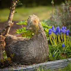 Poule décorative dans le jardin au milieu des fleurs