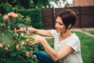 Woman pruning roses in the backyard garden