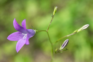 Plants summer nature, blue flower bell. Blue flower bell, summer nature plants