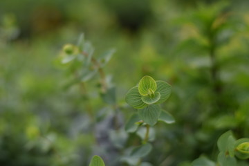 Oregano Ornamental