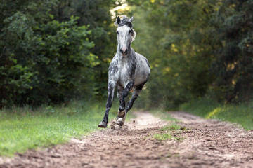 Arabian stallion running free in the forest