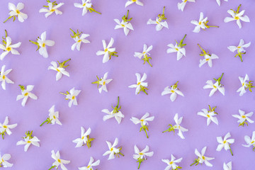 Floral pattern made of spring white flowers on pastel lilac background. Flat lay. Top view