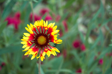 Beautiful bright flower gaillardia on blooming green meadow