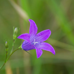 Plants summer nature, blue flower bell. Blue flower bell, summer nature plants
