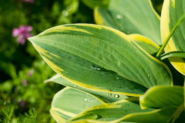 Water on a large hosta leaf