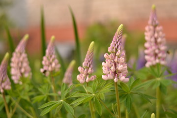 Beautiful pink lupins. Flowering lupins