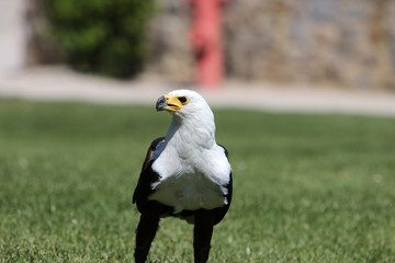 The white-tailed eagle is a bird of prey from the hawk-like family.