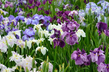 Japanese Iris  (　Iris ensata var. ensata )