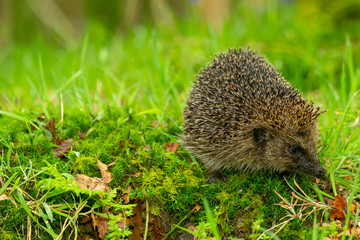 Hedgehog, wild, native, European hedgehog in natural woodland habitat with green moss and grasses.
