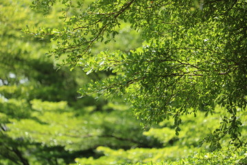 background of green leaves