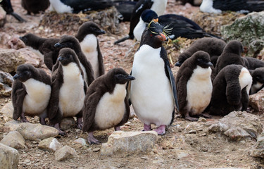 Rockhopper Penguins