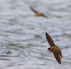 hirondelle de rivage © Pascal Huot