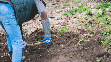 Man in work gloves digging with shovel. A spade in the act of digging into the soil. Gardening Work in fall, spring. Young man digging old lawn.