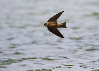 hirondelle de rivage © Pascal Huot