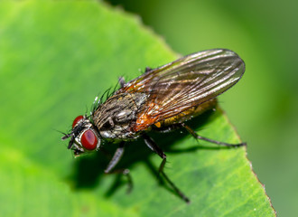 Macro shot of a insect fly on a green leaf