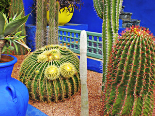 cactus garden xl, blu, succulent plant