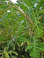 plane tree with fruit, 