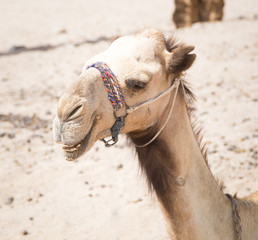 Camel sitting in Sahara desert 