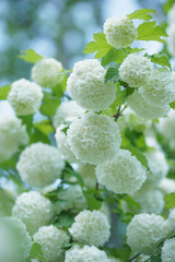 Kalina Buldenezh, or the Snow Globe (lat. Viburnum opulus var sterile)