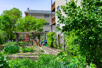 Green Plants at a Community Garden in the East Village Neighborhood of Chicago