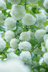 Kalina Buldenezh, or the Snow Globe (lat. Viburnum opulus var sterile)
