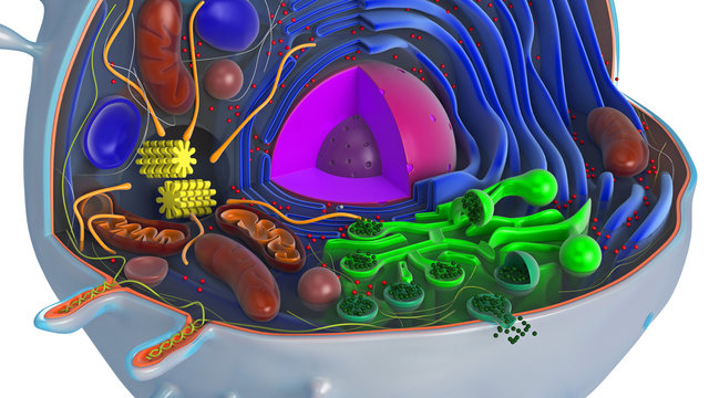 Animal cell in section, multi-colored science biology, close view. 3D rendering