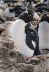 Rockhopper Penguins