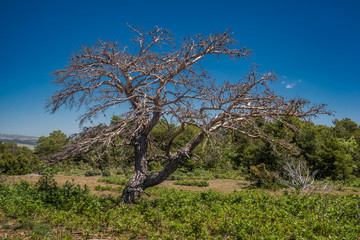 Dry tree on the hill on a spring morning.