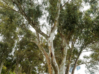 (Eucalyptus globulus) Tronc, branches et feuilles allongées de couleur bleu-vert luisantes de l'eucalyptus commun