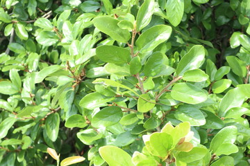 green plant leafs 