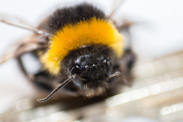 bee
