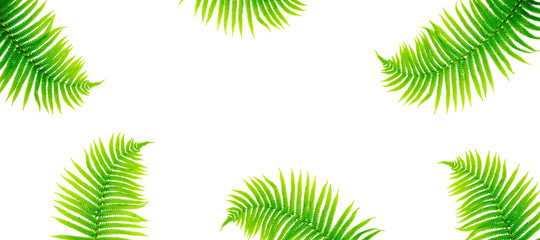 Tropical leaves fern on white background. Flat lay, top view. Long web format with copy space