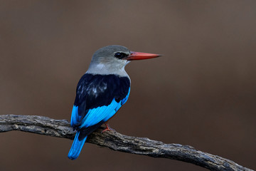 Grey-headed kingfisher (Halcyon leucocephala)