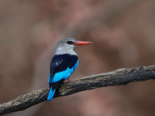 Grey-headed kingfisher (Halcyon leucocephala)