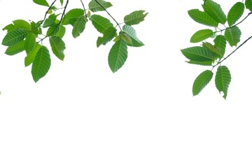 Tropical tree leaves with branches on white isolated background for green foliage backdrop 