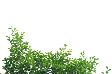 Tropical tree leaves with branches on white isolated background for green foliage backdrop 