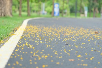 In selective focus of park road with yellow flower falling from the tree into a pavement and green nature background 