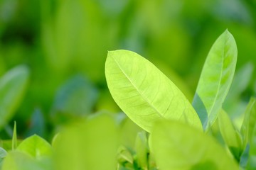 In selective focus  tropical Ixora leaves growing in botanical garden with warm light and green nature background 