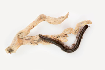 Kenyan millipede Telodeinopus aoutii feasting on fruits, class: Diplopoda is crawling around a...