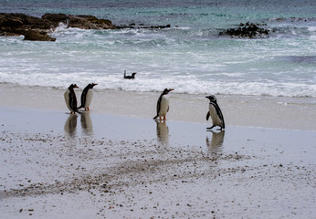 Gentoo and Magellanic penguins