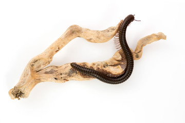 Naklejka premium Kenyan millipede Telodeinopus aoutii feasting on fruits, class: Diplopoda is crawling around a little snag sunken trees on a white background.