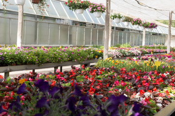 Fototapeta na wymiar Bloomy flowers in greenhouse