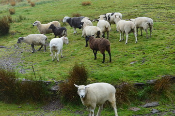 Obraz premium Flock of Sheep