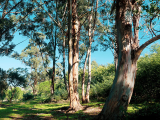 (Eucalyptus globulus) Hauts troncs droits et lisses à l'écorce formée de bandes ou plaques colorées de brun et gris de l'eucalyptus commun 