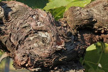Détail bois cep de vigne	