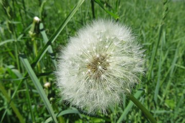 Obraz premium Fluffy dandelion flower in the meadow, closeup