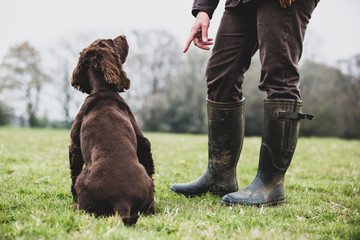 A dog trainer standing outdoors, giving hand command to Brown Spaniel dog.,Dog training school